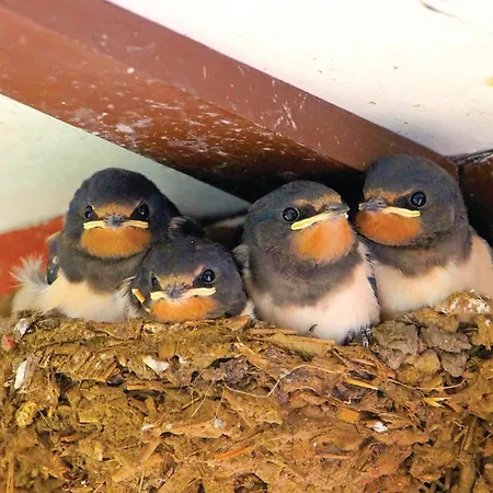 Am Scharbowsee K Mustin (Mecklenburg-Vorpommern)